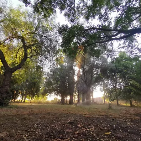 El Naranjo *